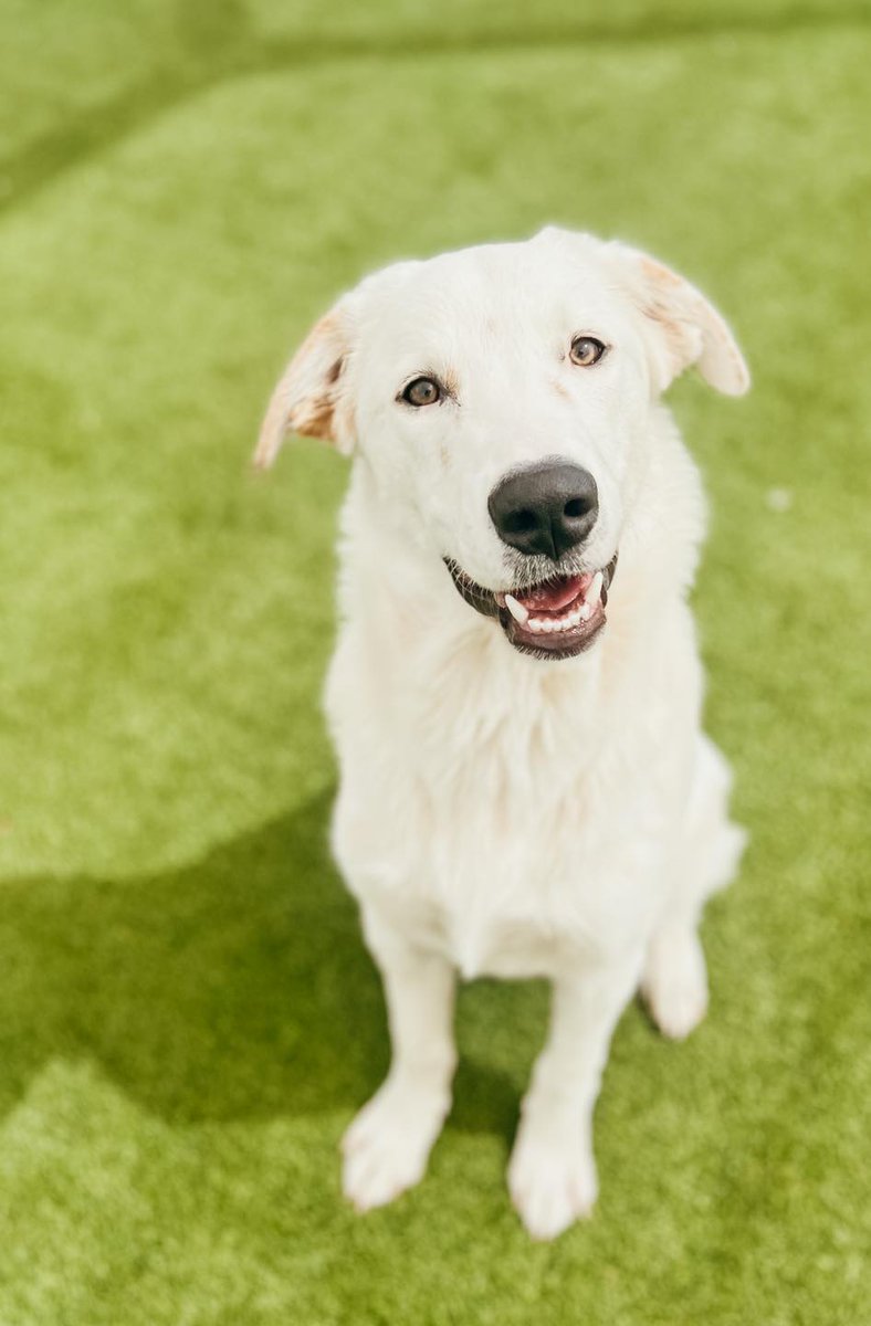 HSNT1's tweet photo. Look at this happy boy! 😍
Maximus is a low-key guy looking for a high-key love! We're told he's housetrained, gets along well with other dogs, and truly just loves being with his favorite humans.
Keller Regional Adoption Center https://t.co/AJYzJeLCbJ