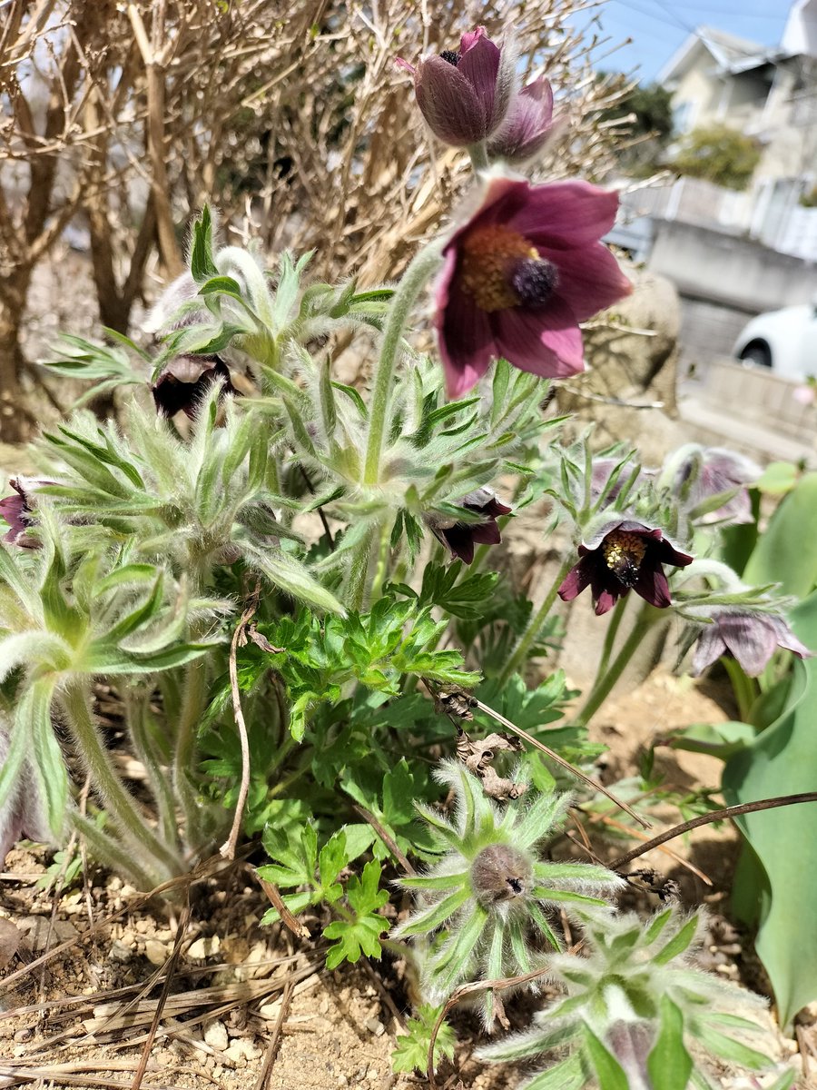 春、はなざかり、