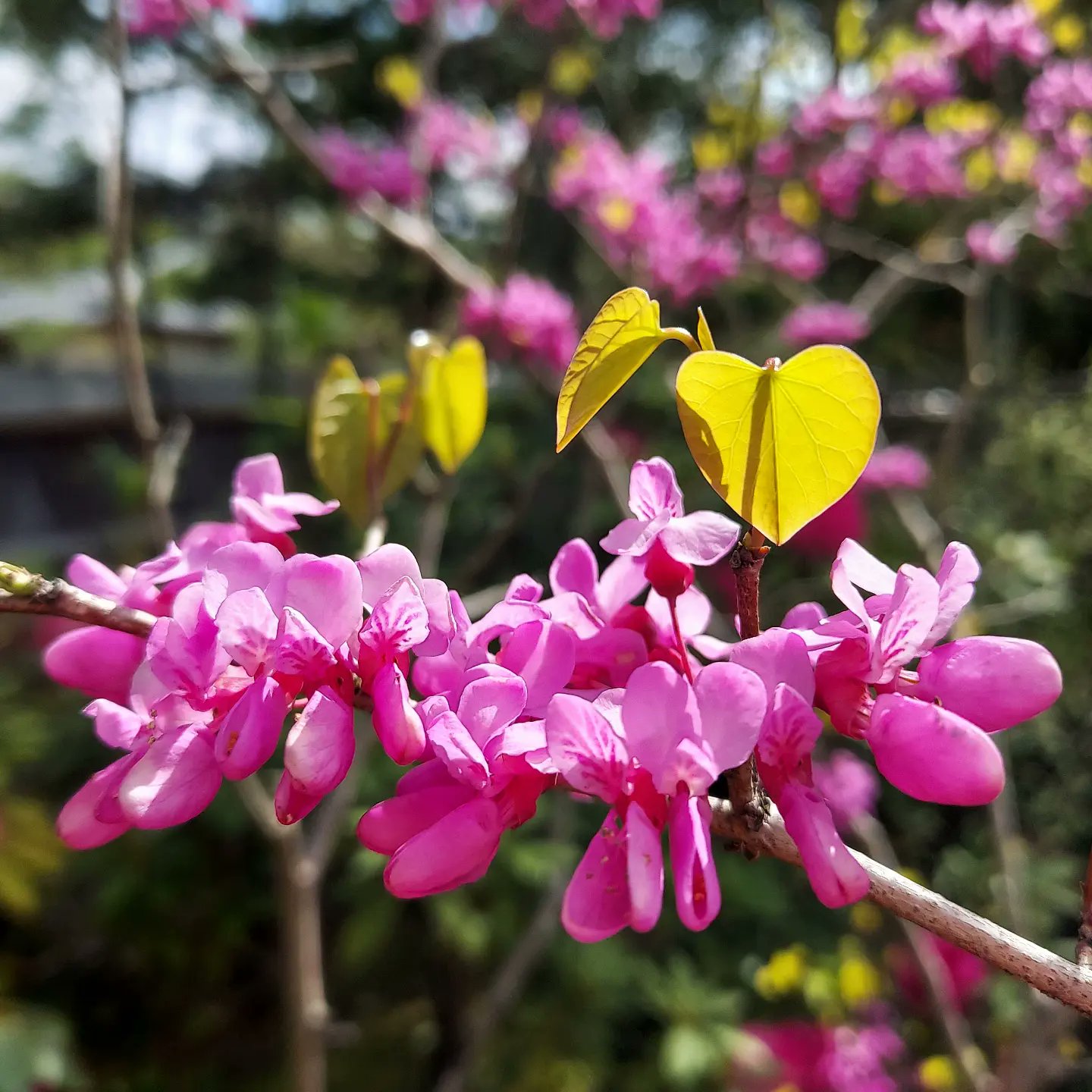 姫路城西御屋敷跡庭園 好古園 花蘇芳 ハナズオウ の花言葉は 裏切り ネガティブな花言葉 は キリストの弟子のユダが キリストを裏切ったことを後悔して花蘇芳の木の下で命を絶ったことに由来するそうです 花が咲き終わる頃 ハート型の葉が芽吹きます