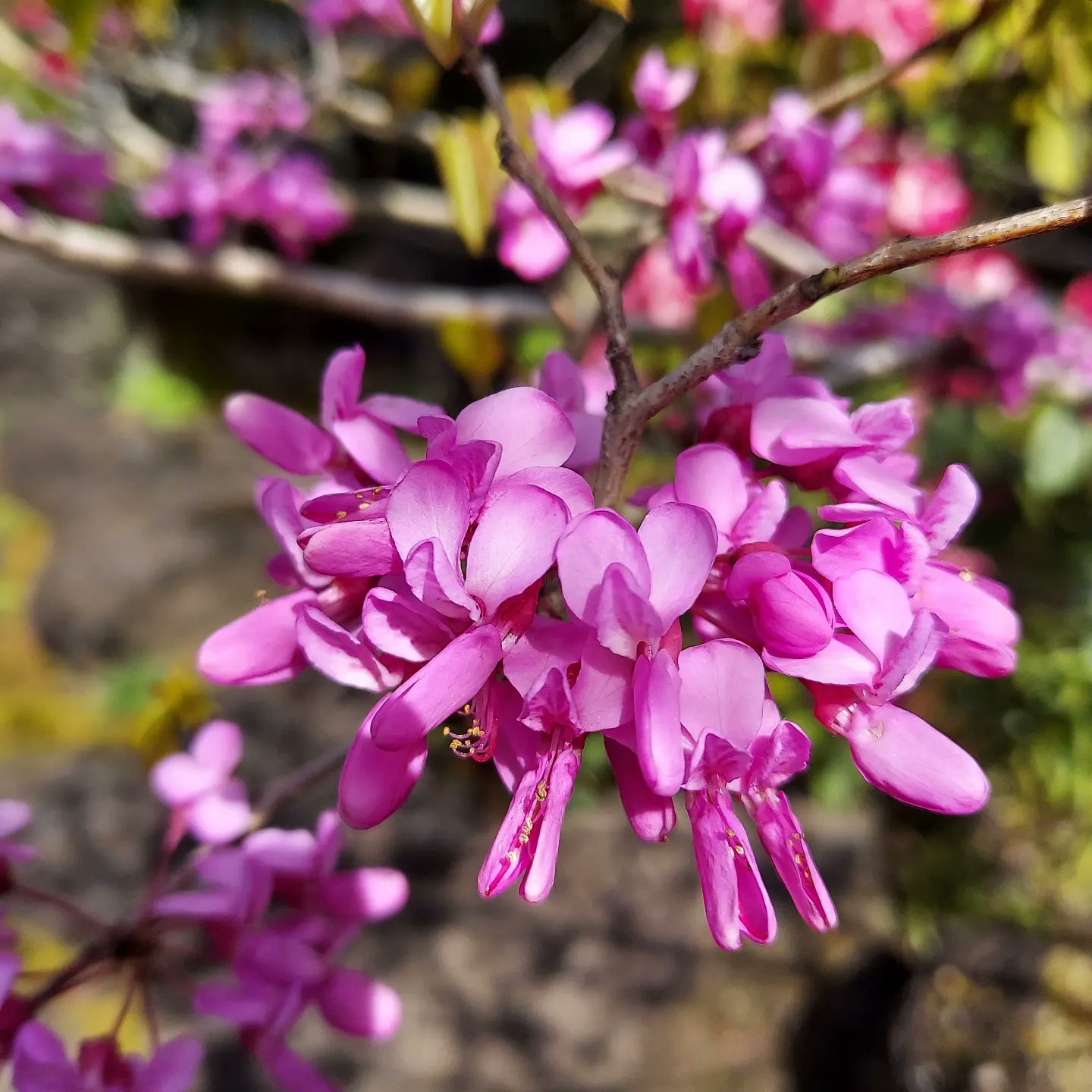 姫路城西御屋敷跡庭園 好古園 A Twitter 花蘇芳 ハナズオウ の花言葉は 裏切り ネガティブな花言葉 は キリストの弟子のユダが キリストを裏切ったことを後悔して花蘇芳の木の下で命を絶ったことに由来するそうです 花が咲き終わる頃 ハート型の葉が芽吹きます
