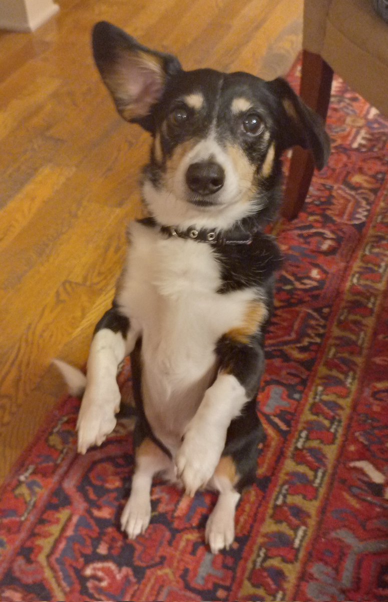 MoxiePrint's tweet photo. @acevonjohnson Dogs and Music. Layla says "hi." https://t.co/BsphoQOh1c