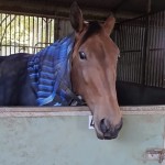 Our girl Maggie has had a little staycation away from the stables and is back refreshed and ready for her next challenge in May in Sydney 😀😀