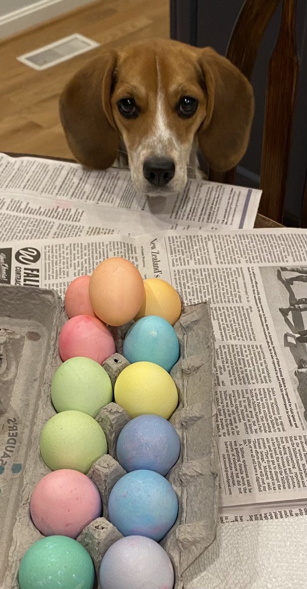 allisonwparsons's tweet photo. It’s the Easter Beagle, Charlie Brown! #beagles #dogsoftwitter #rescuedogs https://t.co/WLRfXgxfGv