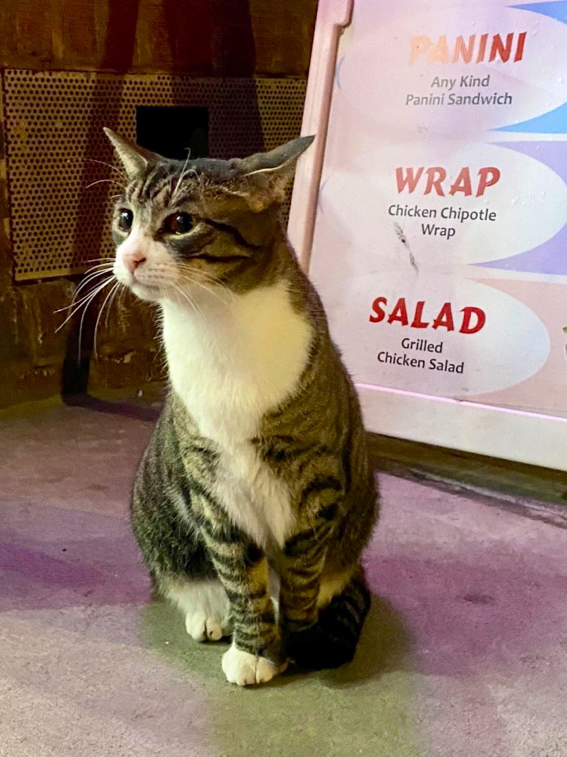 Bodega Cats tweet media