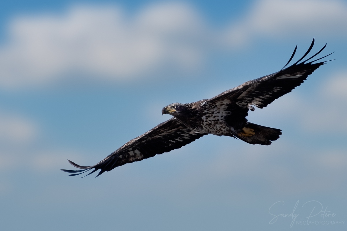 NSC_Photography's tweet photo. Immature bald eagle - Port St. Joe Florida
#baldeagles https://t.co/Th9A6SF5Xi