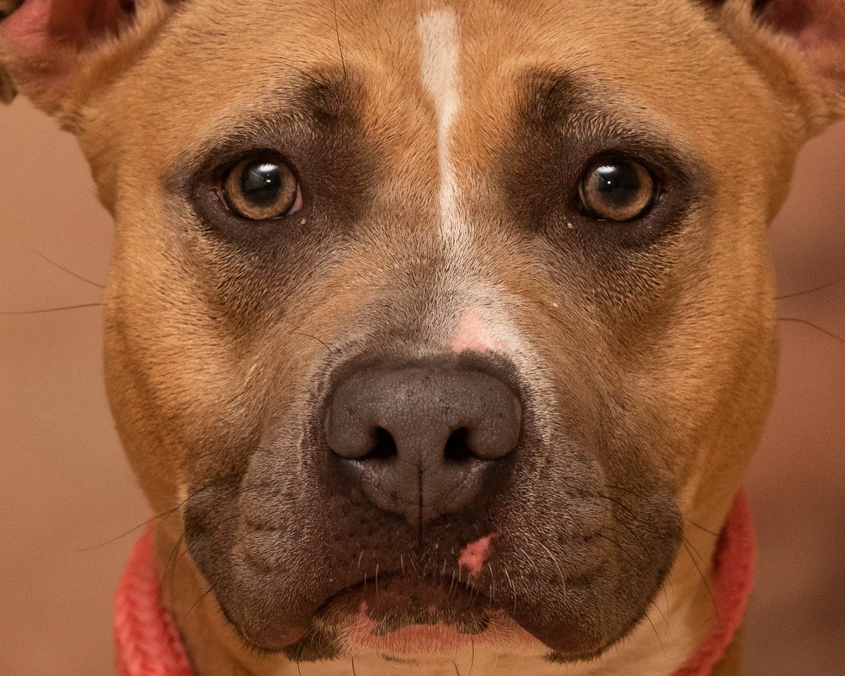AZDutchie's tweet photo. Malta is in the good care of the Arizona Dog Project, where she's being trained to become a bit more secure and obedient. This super loving #pittie mix needs someone to love! #tempe #phoenix #arizona #azdogs #dogsofaz #pitbull https://t.co/2wnwXMfWxS