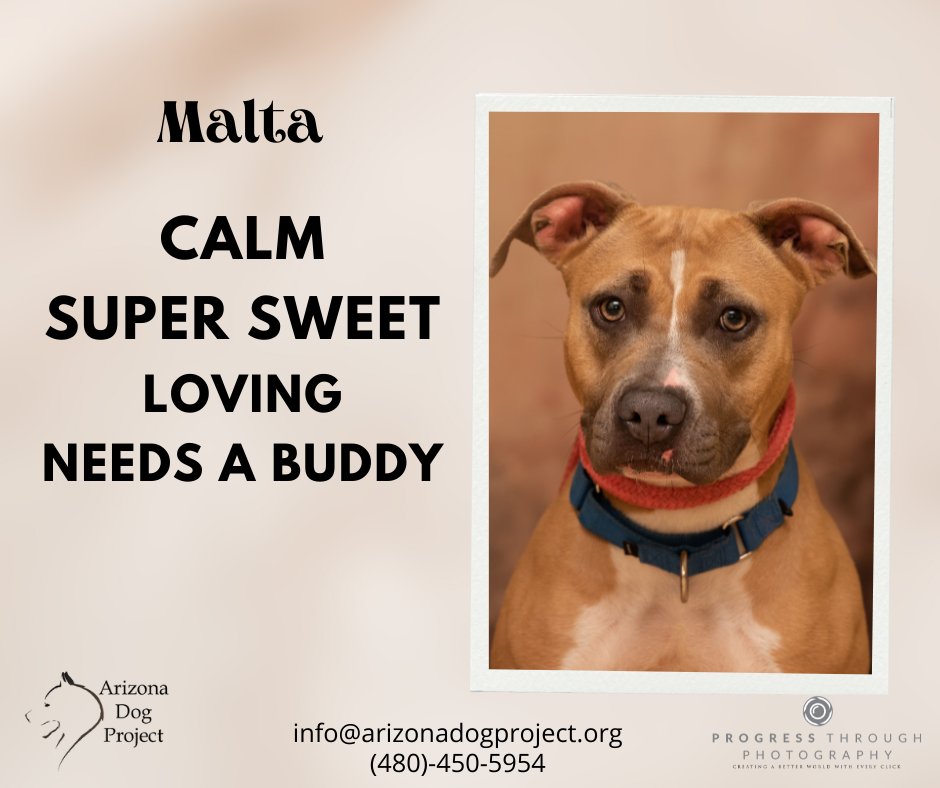 AZDutchie's tweet photo. Malta is in the good care of the Arizona Dog Project, where she's being trained to become a bit more secure and obedient. This super loving #pittie mix needs someone to love! #tempe #phoenix #arizona #azdogs #dogsofaz #pitbull https://t.co/2wnwXMfWxS