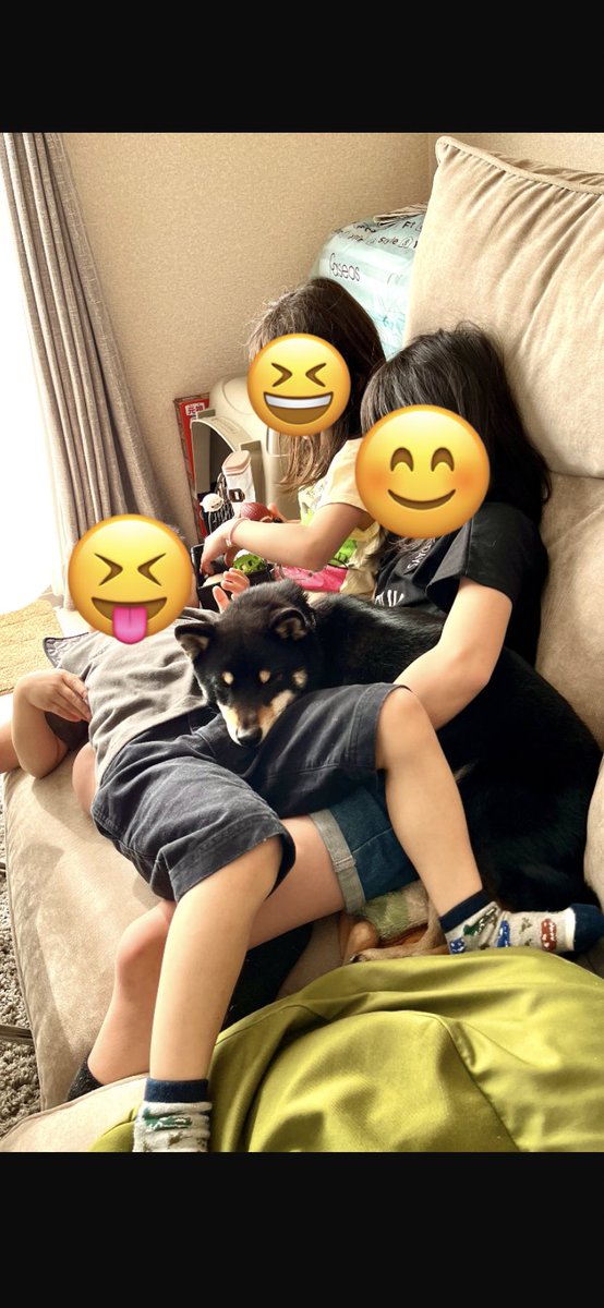 mameshibatora39's tweet photo. 朝から濃厚接触4きょうだい😁

#濃厚接触
#柴犬
#豆柴
#まめしば
#豆柴好きと繋がりたい https://t.co/AXE4vbK9IT
