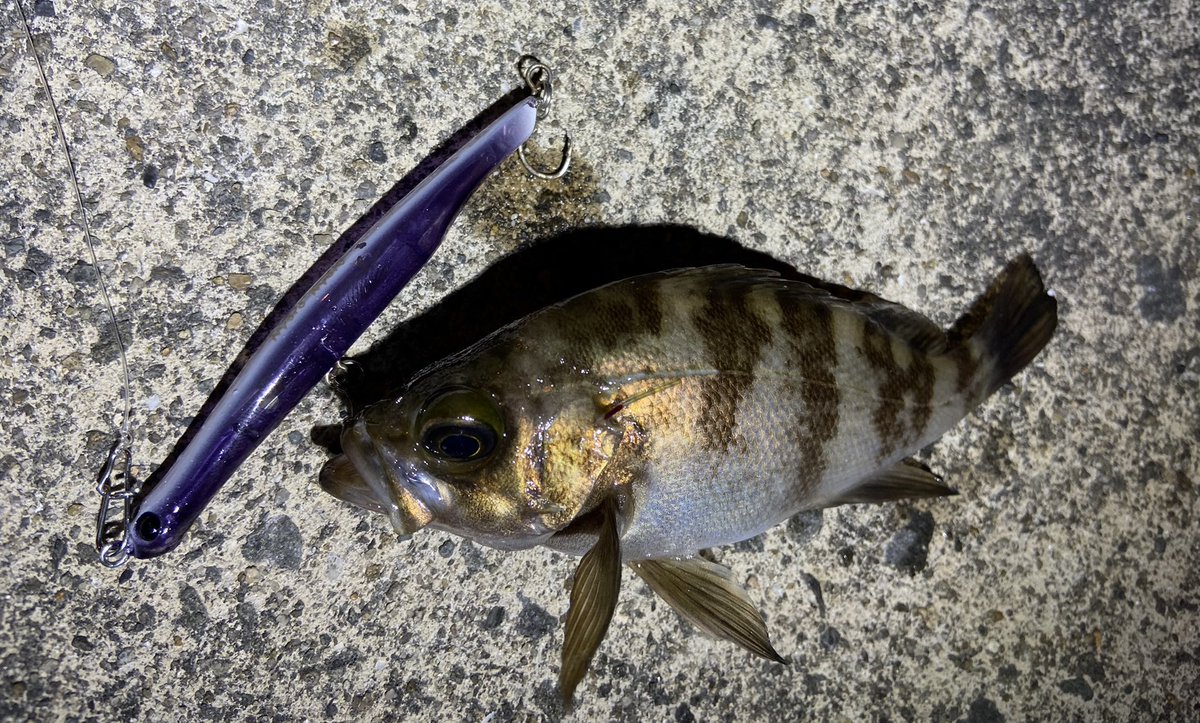 hmd_a's tweet photo. ちぃっさ!www
関西もバチメバル開幕w!
#jackson
#jacksonlures
#ジャクソン
#にょろにょろ
#ライトゲーム
#ルアーフィッシング
#アジング
#メバリング
#メバルプラッキング
#アジ
#メバル
#大阪湾
#泉州
#fishingfool
#ワタシタチハツリバカデス
#釣り好きな人と繋がりたい https://t.co/uhdX8XSSud