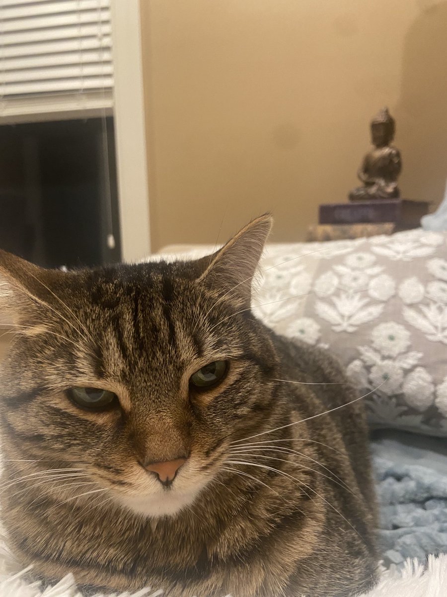 skprupert's tweet photo. ⁦@elonmusk⁩ do you want to buy my cat for $43B, she stands for freedom of speech. https://t.co/ZIS3RbdjKB