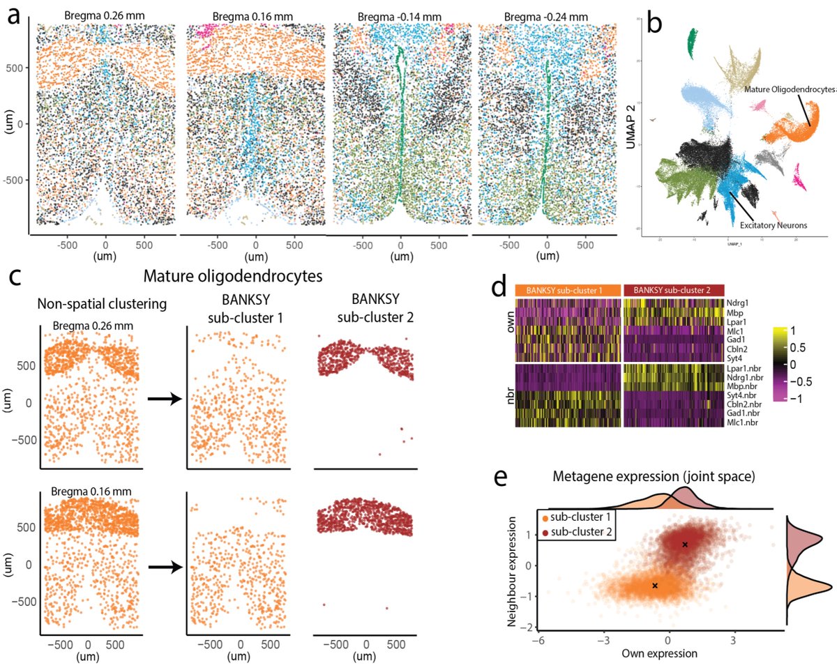 shyam_lab's tweet image. Still using #singlecell clustering algos on your #spatialomics data? Try BANKSY, a scalable, biologically motivated spatial #clustering tool that identifies both cell types and tissue domains: biorxiv.org/cgi/content/sh…