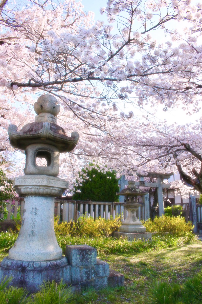 chitaka45's tweet photo. 真如堂　桜
#kyoto #kyoto #真如堂　#temple #shrine #CherryBlossom #そうだ京都行こう https://t.co/NMDKn1V1Ca