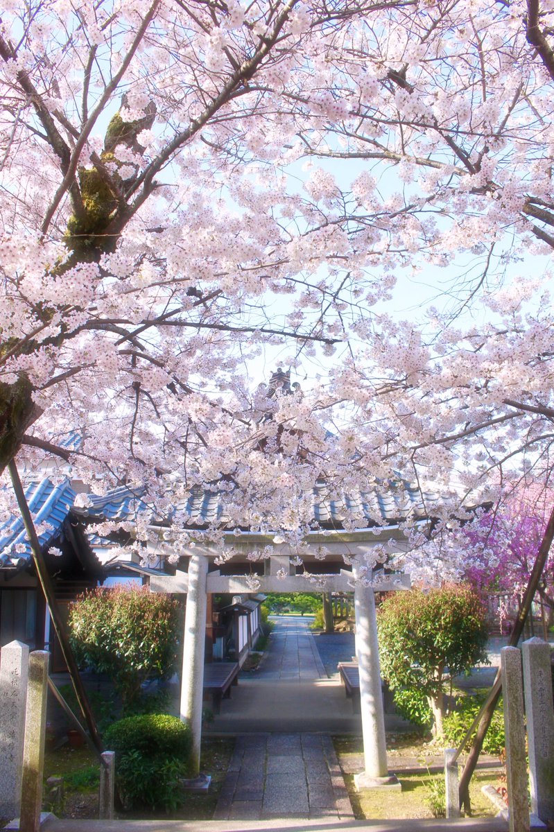 chitaka45's tweet photo. 真如堂　桜
#kyoto #kyoto #真如堂　#temple #shrine #CherryBlossom #そうだ京都行こう https://t.co/NMDKn1V1Ca