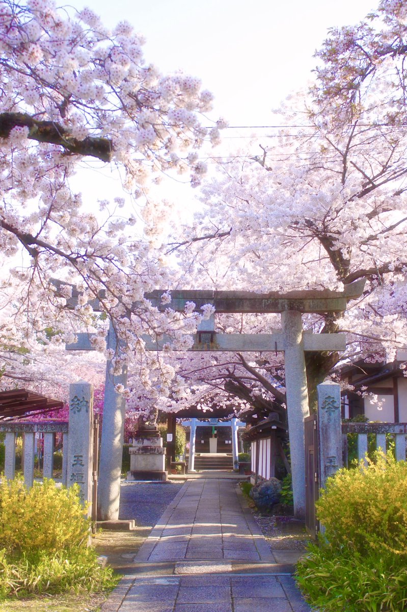 chitaka45's tweet photo. 真如堂　桜
#kyoto #kyoto #真如堂　#temple #shrine #CherryBlossom #そうだ京都行こう https://t.co/NMDKn1V1Ca