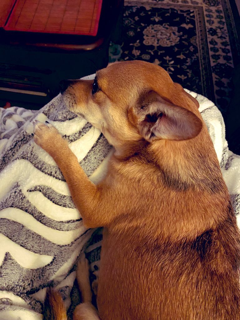 112GG's tweet photo. Never thought I would actually have to make this decision! Results Monday but preparing.. I love you so much little pup! https://t.co/qb0xc164nE