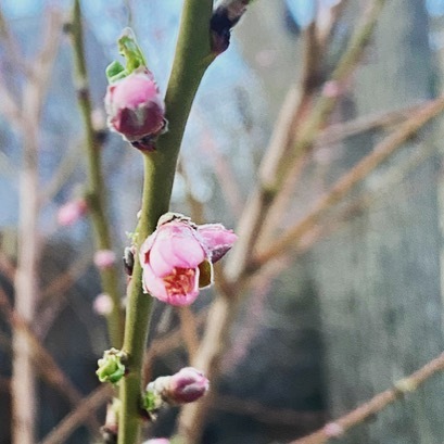 Tomorrow’s full moon is called the pink moon for a reason. Here’s to the start of growing goodness in this beautiful Southern Colorado region!

#cosprings #coloradosprings #springintherockies #peachtreeblossoms #backyardgarden #urbangardening instagr.am/p/CcZQf49s7Ys/