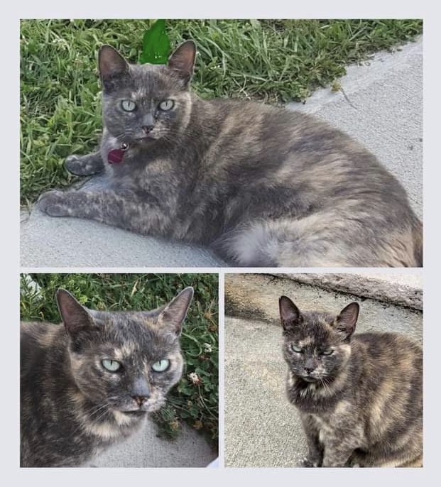 inertzero's tweet photo. If anyone has seen this cat, please contact me. My cat Bella has been missing since 4/10 from Allenhurst, NJ. She is a dilute tortoiseshell with green eyes, no collar. DO NOT directly approach her; she will likely run away. May not come when called. https://t.co/2T5O3Ao9de