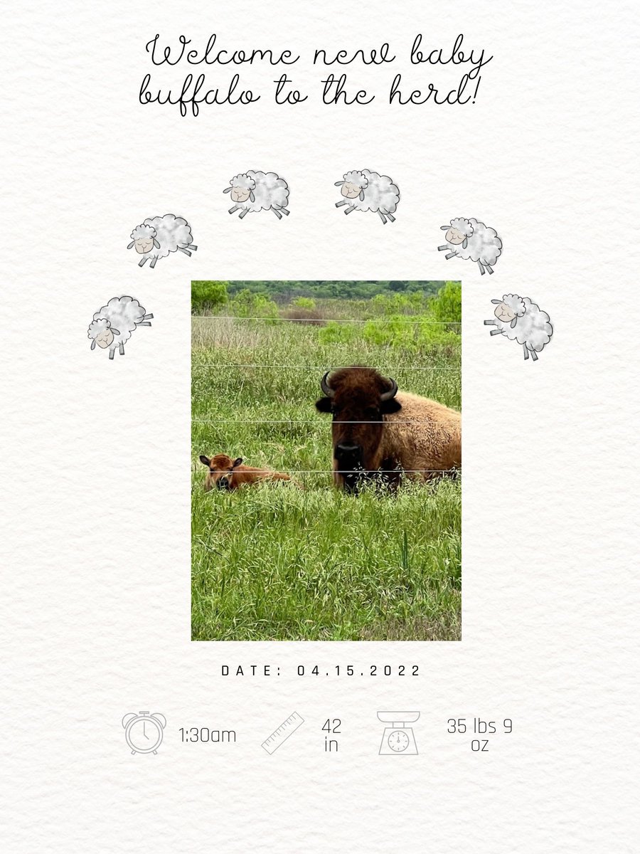 TXTribalBuffalo's tweet photo. Our First baby Iyanee'!
We give thanks for the blessings of new life and for this beautiful Blessing on Good Friday #goodfriday #blessings #newlife #ttbp https://t.co/pgCGGlrOUJ