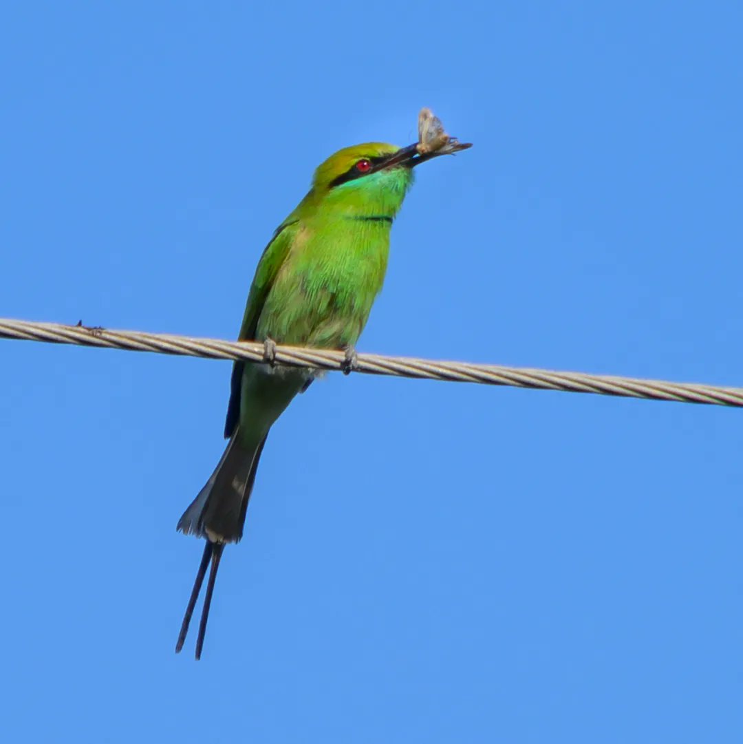 jeevantikaf's tweet photo. The small green bee eater 🐝

#birdstagram #birdlovers #birdwatching #birdphotos #beeeater #colorfulbirds #wildlifeofindia #farmlife #forestlovers #indiabirds https://t.co/irJN4weVE4