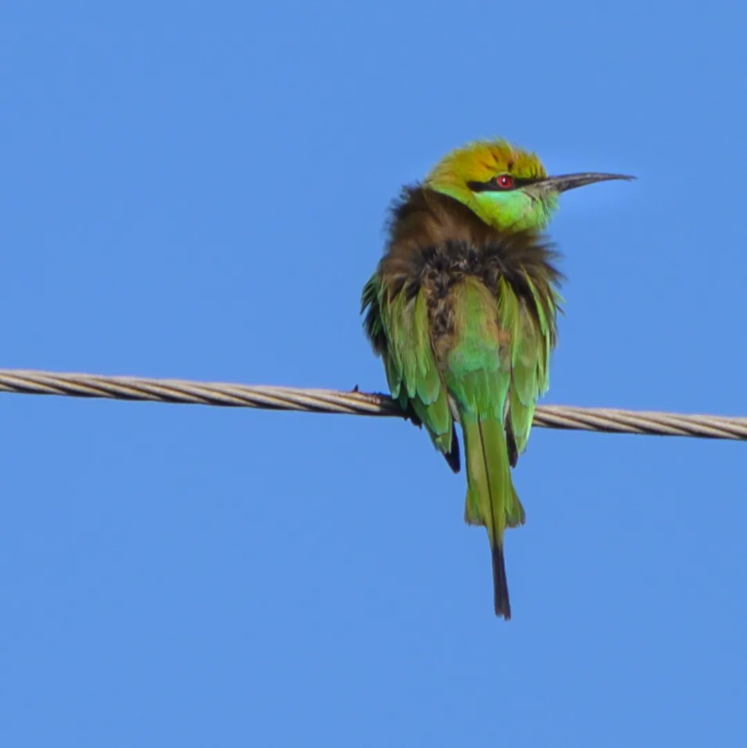 The small green bee eater 🐝

#birdstagram #birdlovers #birdwatching #birdphotos #beeeater #colorfulbirds #wildlifeofindia #farmlife #forestlovers #indiabirds