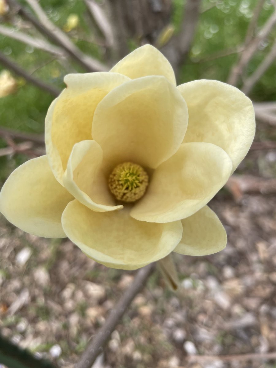 Terrifictweber's tweet photo. Walking at Joe Creason Park. Stopped at this beautiful tree with yellow flowers. Butterfly magnolia?
#naturelover #walkaday https://t.co/glWTLk7Goj