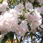 ツイートに含まれる画像