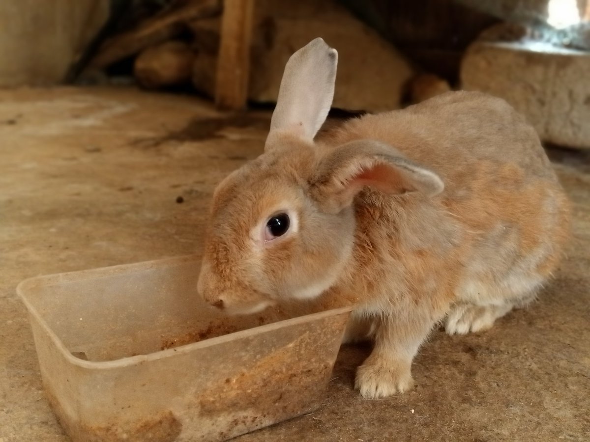 ekundayo_dami1's tweet photo. Happy weekend from Smart, Tosky, and Peccy.
Allow yourself to relax after working hard, you deserve it.
#HappyEaster #EasterWeekend #happy #EasterHolidays #ytop #farmerytop #foodforall #foodsecurity #foodaccessibility #sdg #zerohunger #rabbits #OAUTwitter #OAUGATE https://t.co/gzdmsRzAVX