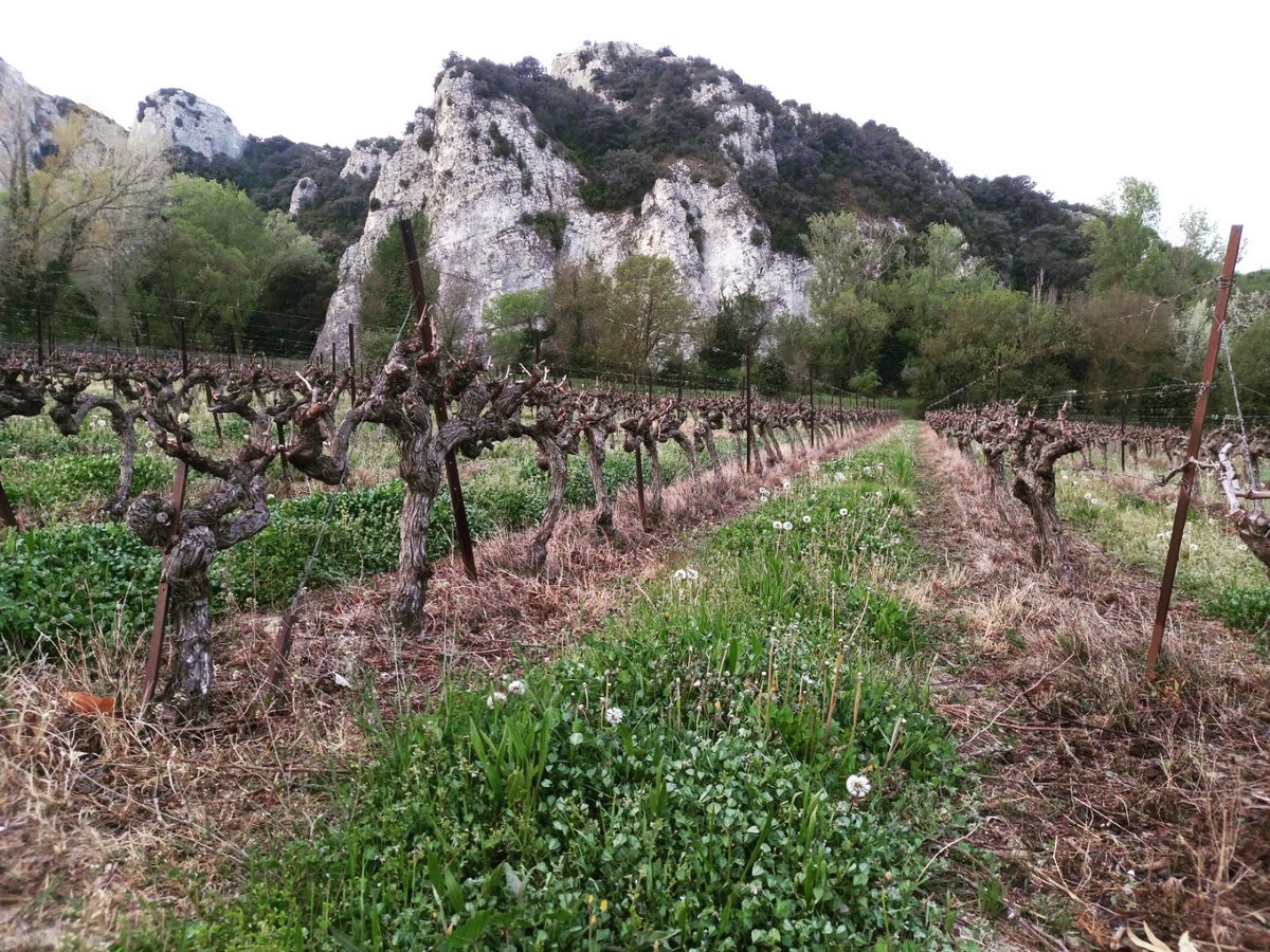 Fortant_FR's tweet photo. #fortant #fortantdefrance #vignoble #winery #languedocwines #tastepaysdoc https://t.co/yV5DjbKrIF