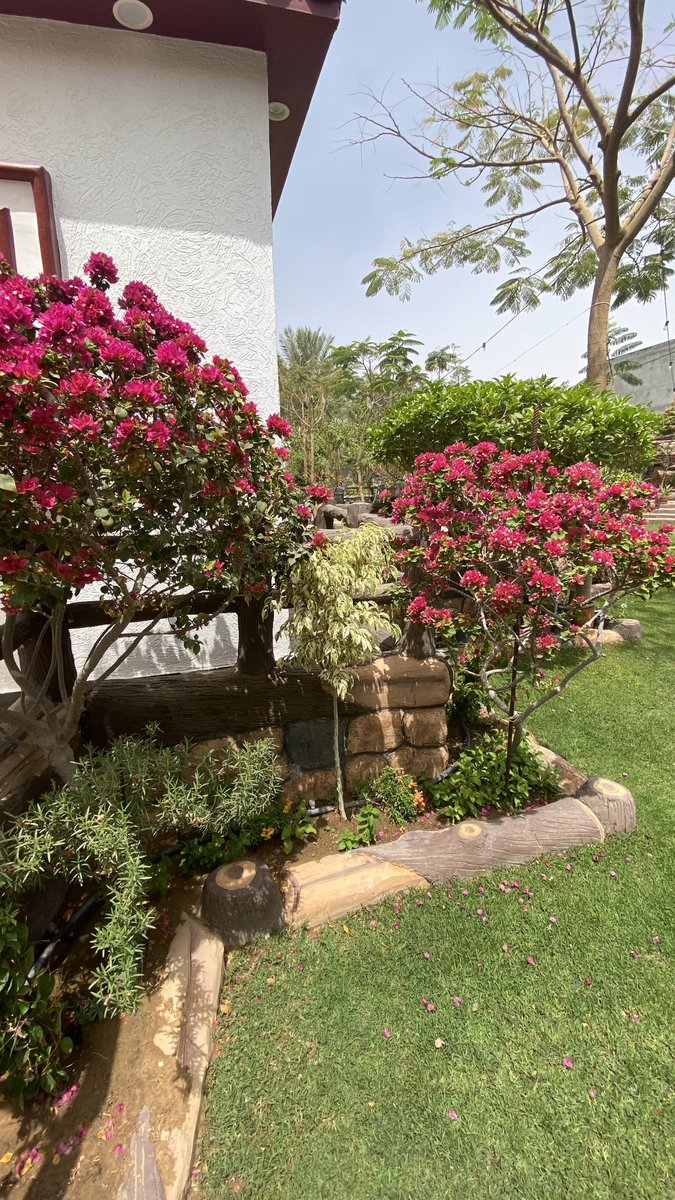 COURT__YARD's tweet photo. #صباح_ربيعي
#أبريل
#رمضان_كريم 

#Gardening
#April
#Spring_Season
#Lazy_Saturday_Morning https://t.co/CkYjj8Kzo4