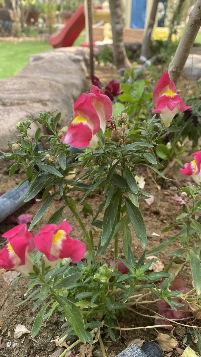 COURT__YARD's tweet photo. #صباح_ربيعي
#أبريل
#رمضان_كريم 

#Gardening
#April
#Spring_Season
#Lazy_Saturday_Morning https://t.co/CkYjj8Kzo4