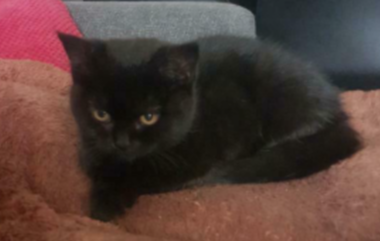 𝘈𝘭𝘮𝘢 𝘏𝘰𝘱𝘮𝘢𝘯 🎼 tweet media