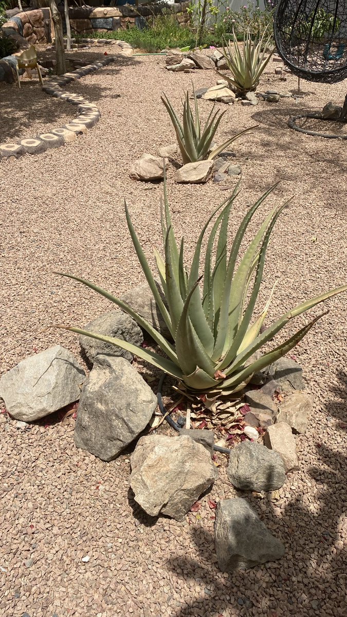 COURT__YARD's tweet photo. #صباح_ربيعي 
#الصباريات
#حدائق_صحراوية 
#أبريل
#رمضان_كريم   

#Gardening
#Cacti
#Spring #Desert_Style_Landscape
#April
#Spring_Season
#Lazy_Saturday_Morning https://t.co/ScB7bj2hge
