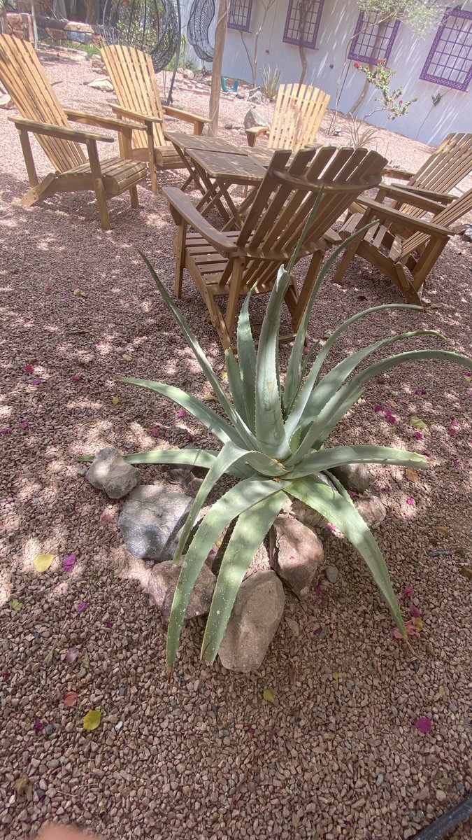 COURT__YARD's tweet photo. #صباح_ربيعي 
#الصباريات
#حدائق_صحراوية 
#أبريل
#رمضان_كريم   

#Gardening
#Cacti
#Spring #Desert_Style_Landscape
#April
#Spring_Season
#Lazy_Saturday_Morning https://t.co/ScB7bj2hge