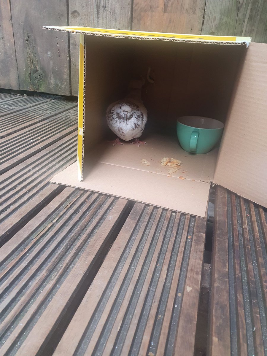 Disapointed_owl's tweet photo. Is anyone in Manchester missing a homing / racing pigeon? It's got a poorly wing and arrived at my bar yesterday to chill out. Please get in touch if you recognise it. #racingpigeon #pigeon #homingpigeon #rspca https://t.co/5nTzdmSO5H