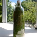 異世界でサイダーが飲みたくなったら…松の葉で作れる!