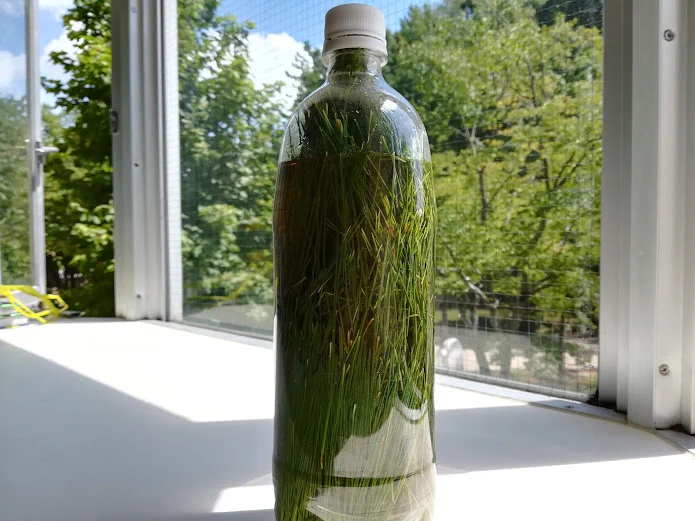 異世界でサイダーが飲みたくなったら…松の葉で作れる！