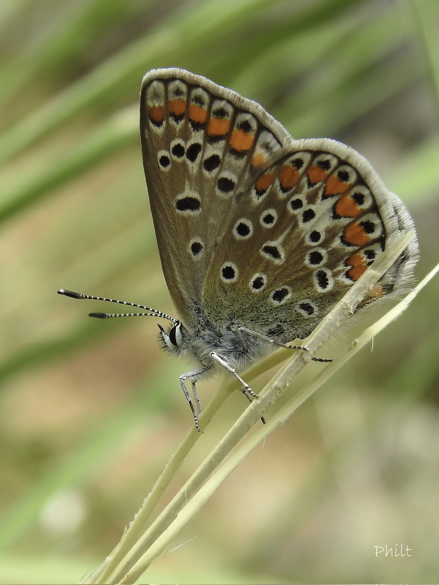 Argus
#papillon #butterfly #insecte #insect #macro #macrophotography #macro_ir #universal_macro #asi_es_macro #uwn_insect #explore_macro #gmf_macrofun #gorgeous_macro #nikonfr #nikonp900