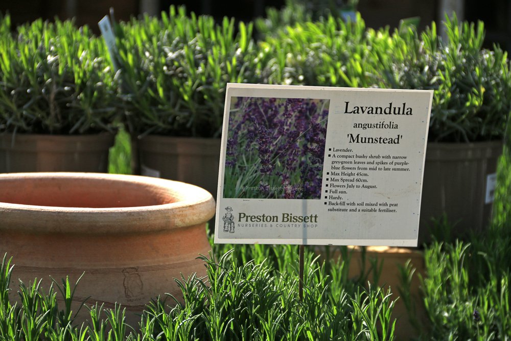 PottyPreston's tweet photo. So many different species of #lavender. Don't get confused. #Angustifolia varieties are ideal for lining paths, #xintermedia are excellent for cutting as they have longer stems and #stoechis are the French or Portuguese types with the pretty bunny ear flowers.
#lavendula https://t.co/qBar17KwMG