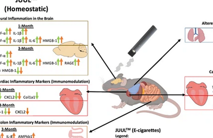 Honesty_Init's tweet photo. @KulikovUNIATF @VapingTo @ParentsvsVape @InflamAge_UoB @drmfreire @Tweet_Nutrition @SDG2030 @EHandPH @AshOrg "Our model is limited in that mice are primarily nose breathers and we used whole-body exposure, so it is possible that the extent of e-cigarette aerosol exposure at the level of the alveoli may be lower than in humans due to aerosol deposition within the nasal cavity."
#prstudy https://t.co/nrfHKZ25mh