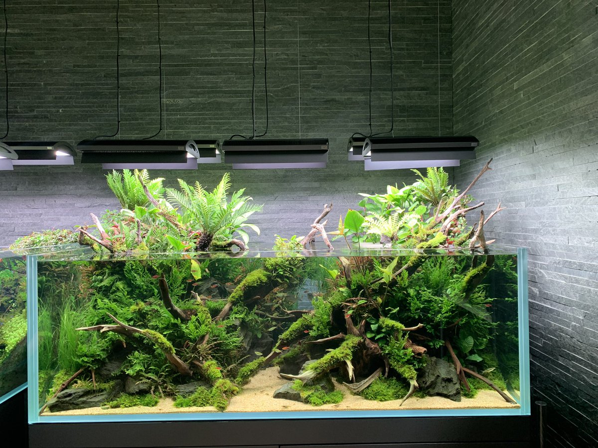 ucchi_aqua's tweet photo. 転職のため1年ほど関東に単身赴任のため、せっかくならとすみだ水族館の年パス購入して来場しました。
関東に居る間はヘビーユーザーになりそう https://t.co/ke4WGoq0WT