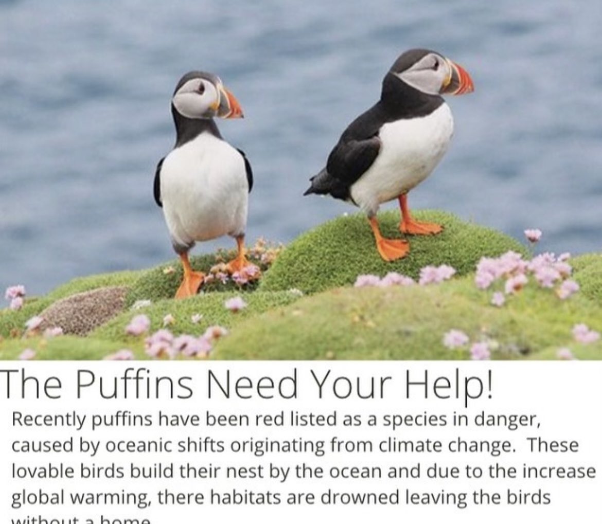 Puffins are an essential animal to our ecosystem. Check out this post to learn more about them!