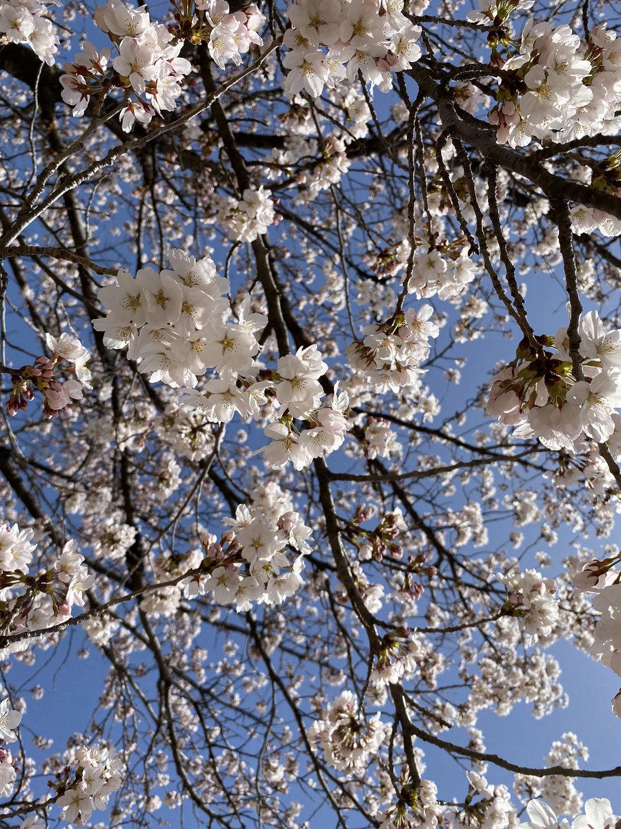 aikasmilePOLA's tweet photo. 先週が満開でしたね🌸
今週末までもたなかった…🥲
＃桜2022 https://t.co/yIP4B2QFGz