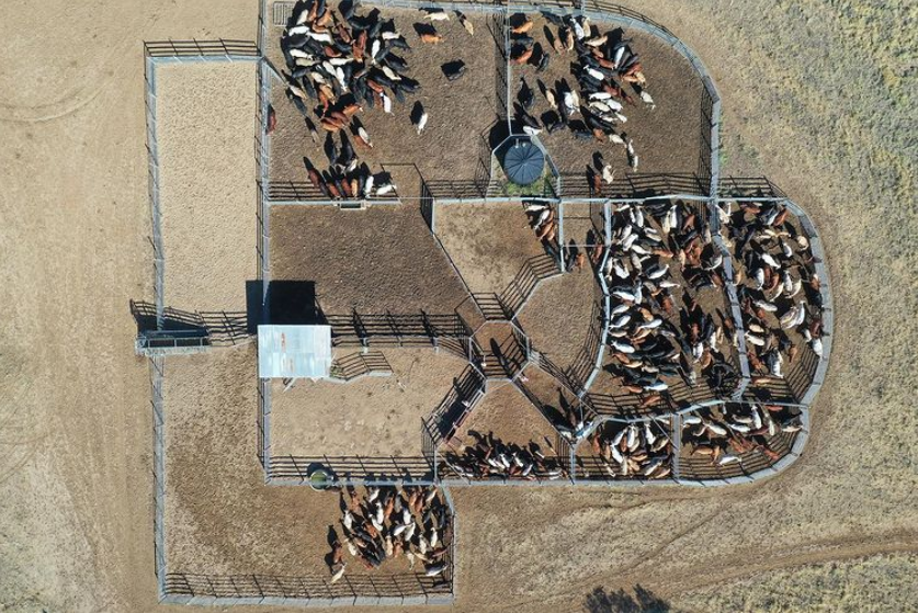 farmbot_tech's tweet photo. Absolutely loving seeing all the drone photography around at the moment! How cool is this shot from @lisa_alexander_photography 📷🐂
#repost #photography #livestock #australiancattle #cattlestation #brahmancattle #brahman #droughtmaster #eatmorebeef #australia https://t.co/iQJg4CKEp4