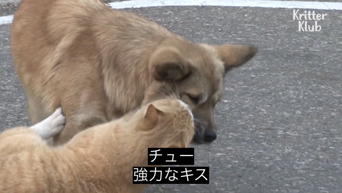 はるひ tweet media