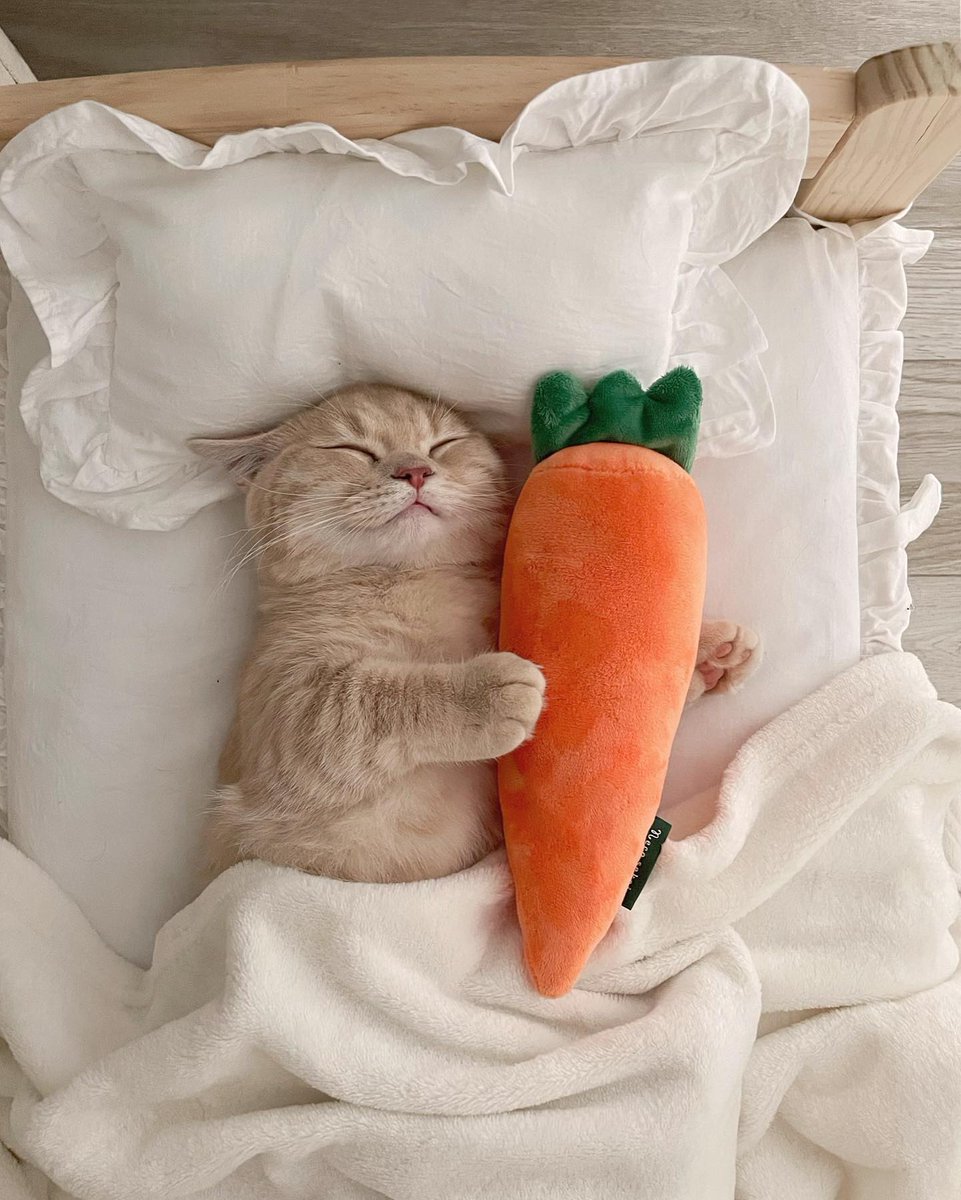 mood ☁️🥕🌿