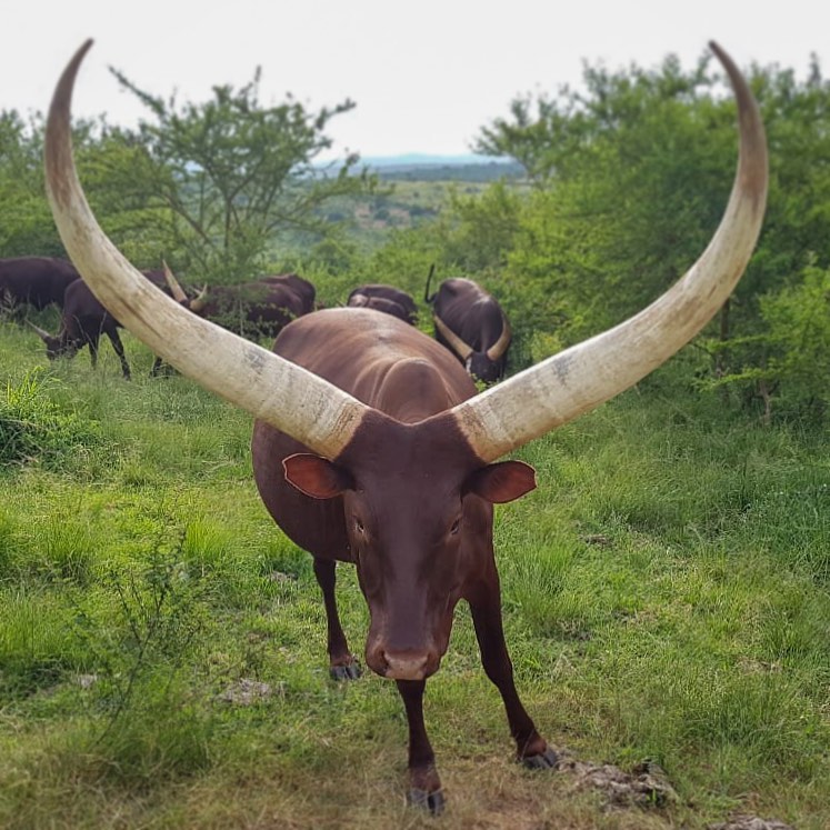 #AnkoleCattle is notable for its magnificent elegance. Its long lyre-shaped horns have made it a symbol of beauty & power for centuries - an ancient breed sacred to local communities in #Uganda & #Rwanda. #ExploreUganda #PearlofAfrica #CulturalAdventure #HappyEaster
📸afriventure