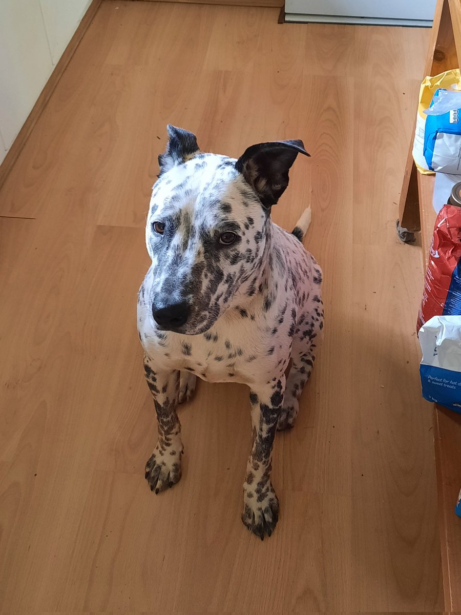 Eleanor Dalrymple tweet media