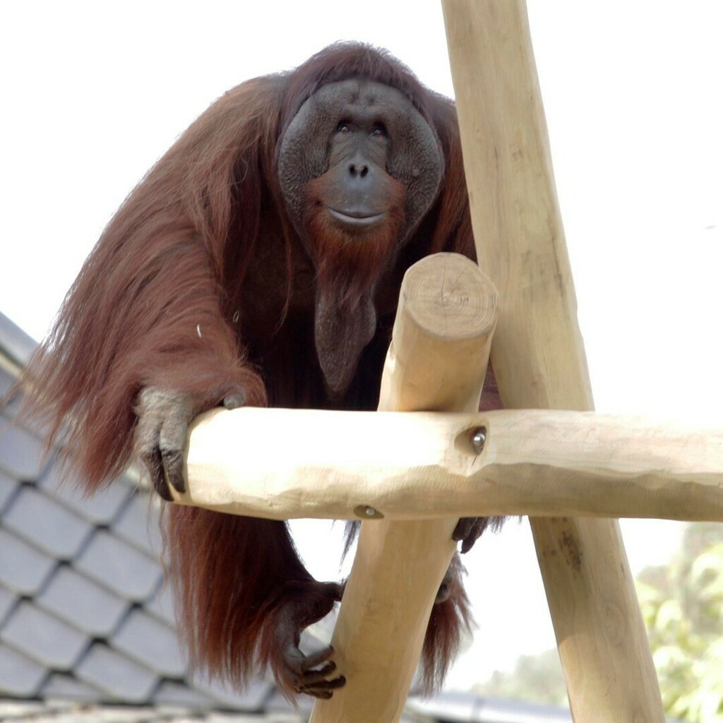 ZooRostock's tweet photo. Bei dem schönen Wetter machen unsere Orang-Utans wieder die Außenanlagen unsicher -- habt ihr sie schon entdeckt? 🐒🦧🌞
#orangutan #ape #darwineum #wochenende #weekend #holiday #easter 
Foto: Zoo Rostock / Braun https://t.co/jmb9BDzi3W https://t.co/YZR9XJ80Nx