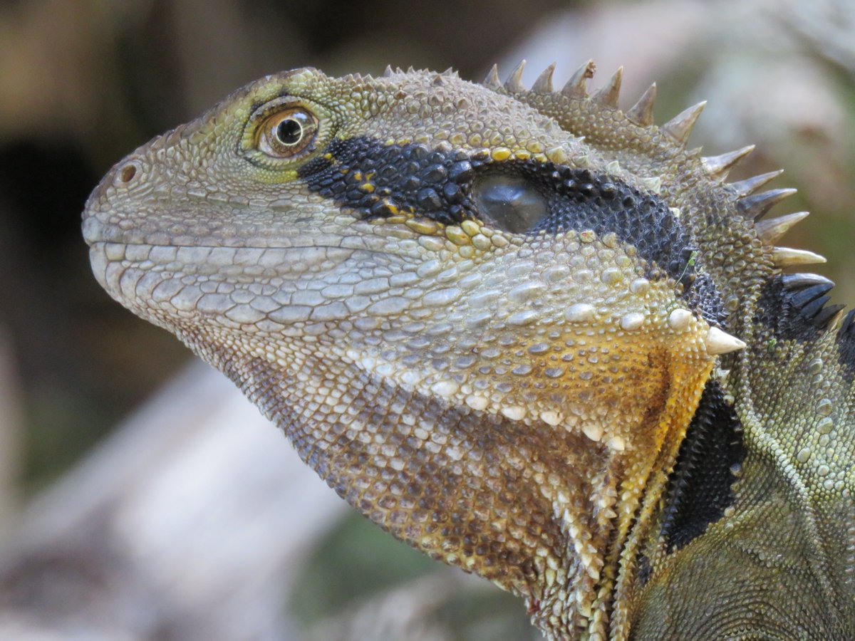 Anthony Walton's Nature Photography tweet media
