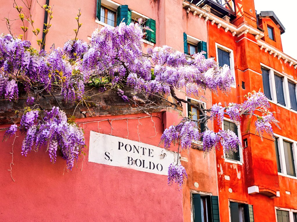 SimonVenturini's tweet photo. #VENEZIA • In questi giorni la città si sta colorando del lilla dei #glicini.

Girando tra calli, ponti e canali questi splendidi #fiori spuntano da muretti e portoni.

Buon #SabatoSanto a tutti! https://t.co/7pjn76EVSB